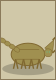 Scorpion des Tombes